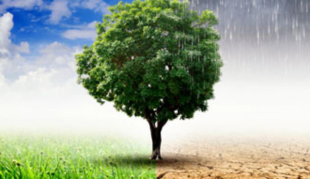 A tree with clouds and rain